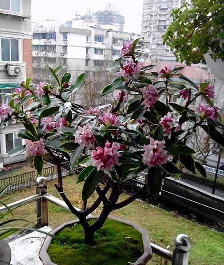 室内养的花