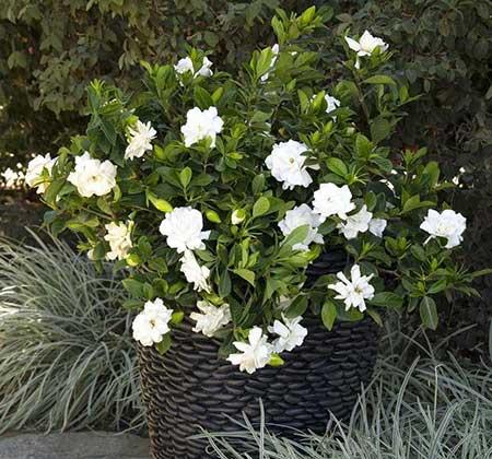 室内养的花