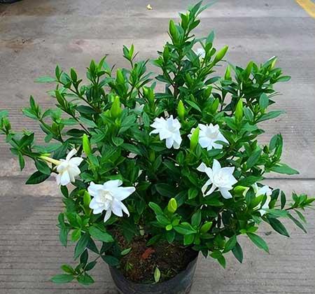 室内养的花