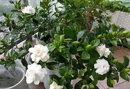 室内养的花