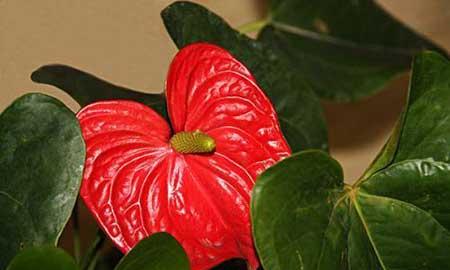 红掌花卉怎么养