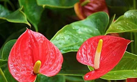 红掌花卉怎么养