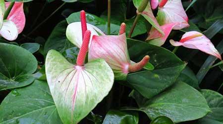 红掌花卉怎么养