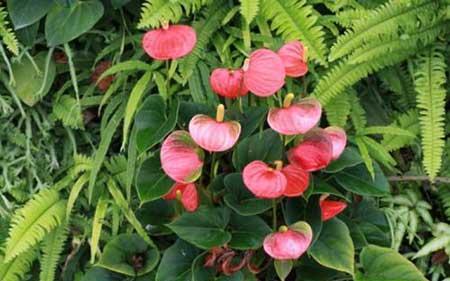 红掌花卉怎么养