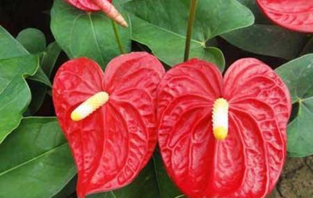 红掌花卉怎么养