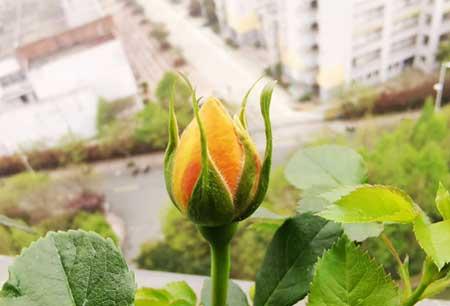 刚买回来的月季花怎么养护