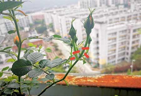 刚买回来的月季花怎么养护