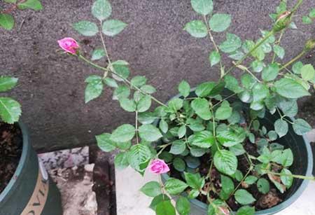 刚买回来的月季花怎么养护