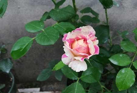 刚买回来的月季花怎么养护