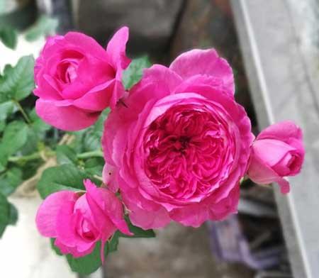 刚买回来的月季花怎么养护