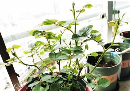 刚买回来的月季花怎么养护