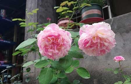 刚买回来的月季花怎么养护