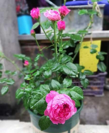 刚买回来的月季花怎么养护