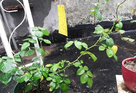 刚买回来的月季花怎么养护