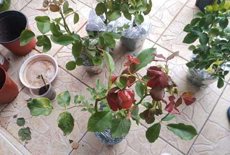 刚买回来的月季花怎么养护
