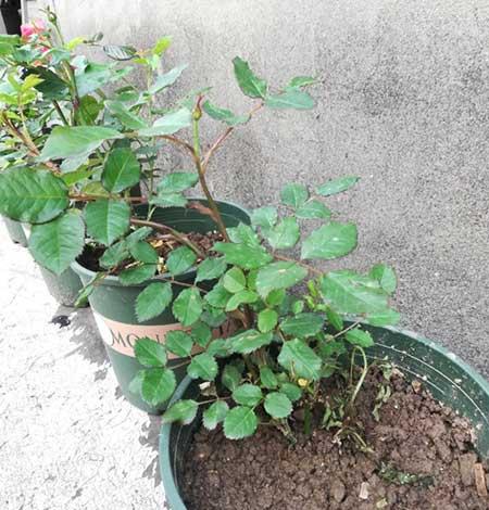 刚买回来的月季花怎么养护