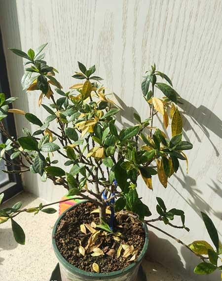 花卉养殖的技巧