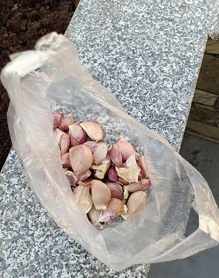花卉养殖的技巧