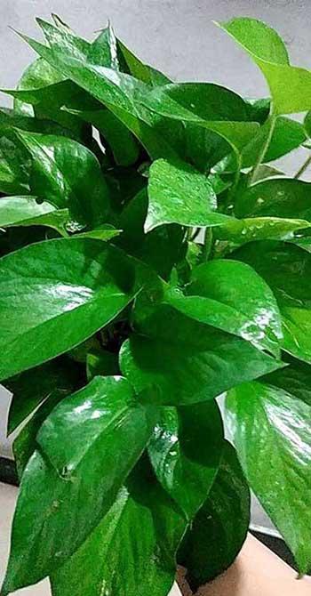 植物养护小妙招