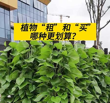 绿植租赁报价表大全
