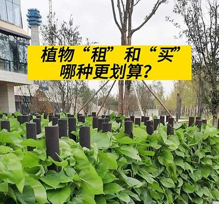 绿植租赁报价表大全