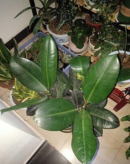 不见太阳的地方适合养什么花