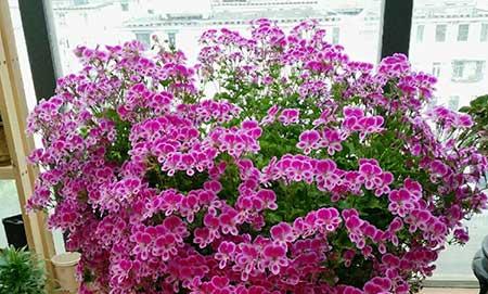 花卉栽培技术