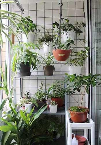 花卉栽培技术