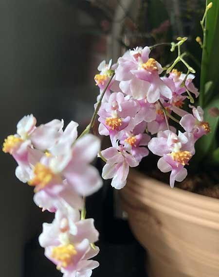 养绿植的好处