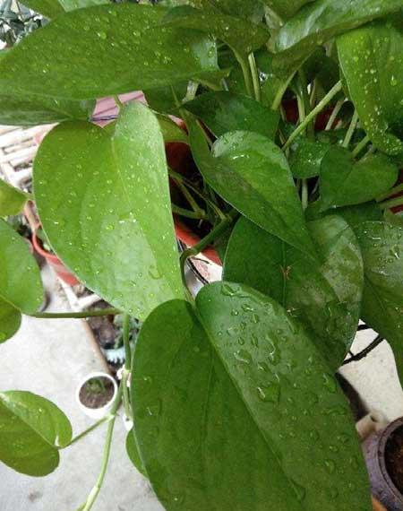 适合室内养的绿植有哪些