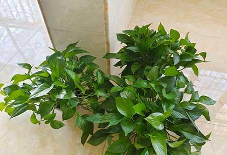 适合室内养的绿植有哪些