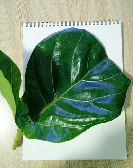 适合室内养的绿植有哪些