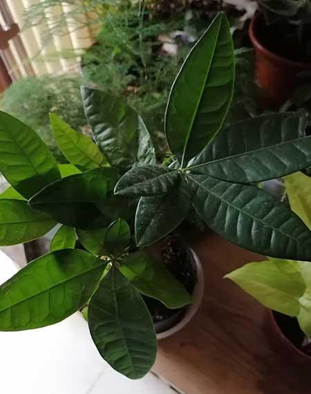 适合室内养的绿植有哪些