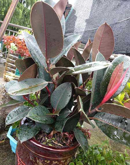 适合室内养的绿植有哪些
