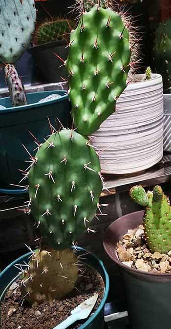 适合室内养的绿植有哪些