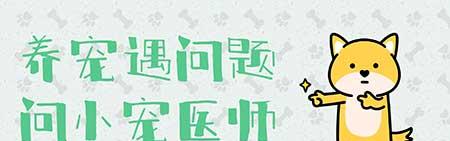 养猫可以养的大型绿植