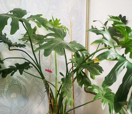最好养的客厅大盆绿植