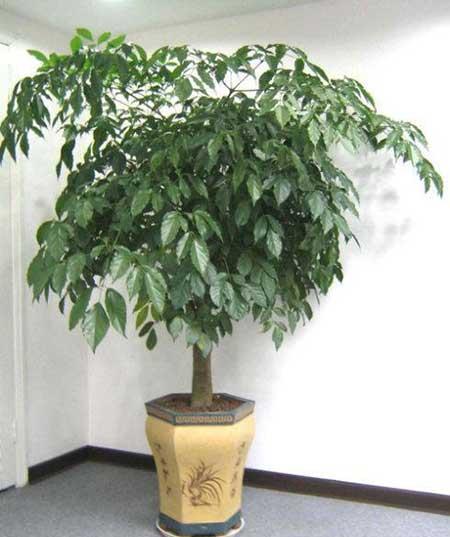 客厅最好养的大型植物