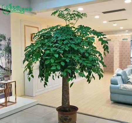 客厅最好养的大型植物