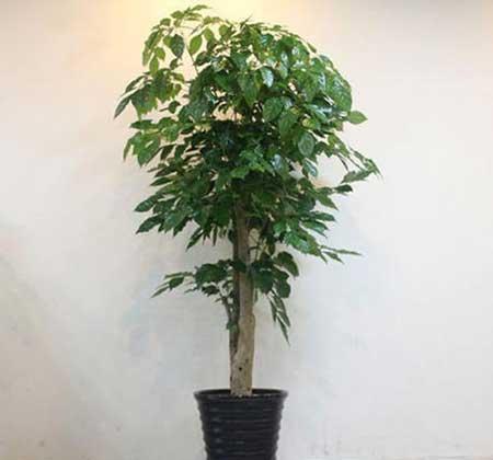 客厅最好养的大型植物