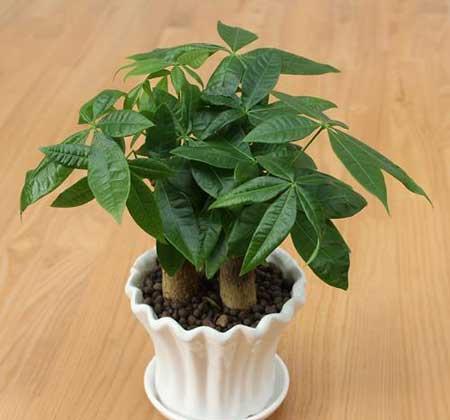 客厅最好养的大型植物