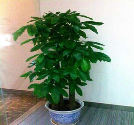 客厅最好养的大型植物