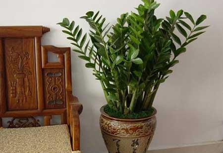 客厅最好养的大型植物