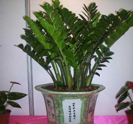 客厅最好养的大型植物