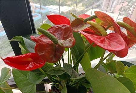 家里适合养的花