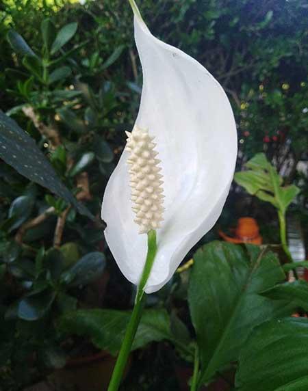 家里适合养的花
