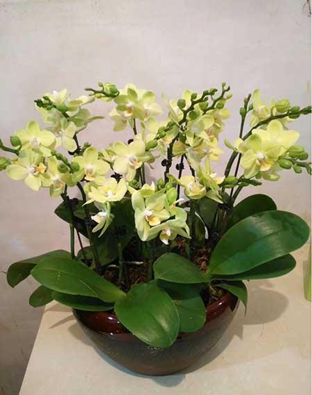 家里适合养的花
