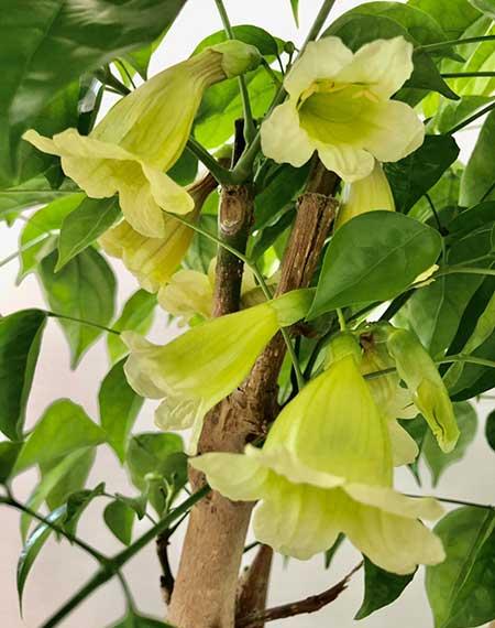 家里适合养的花