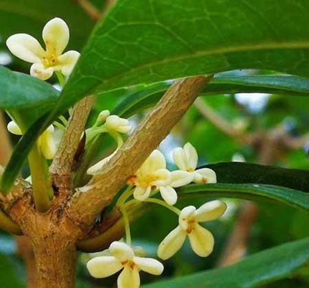 家里适合养的花