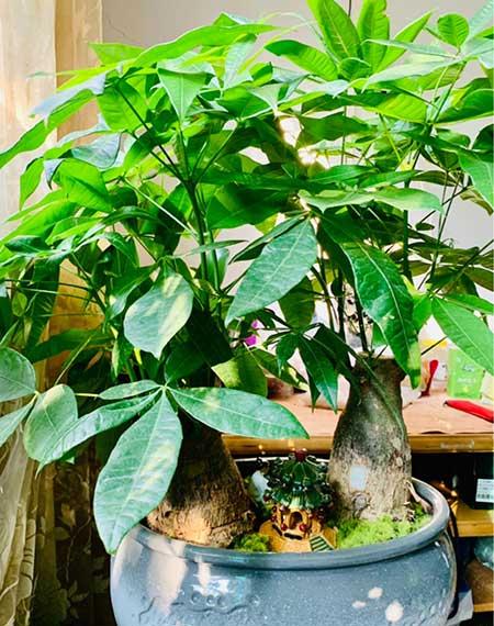 家里适合养的花